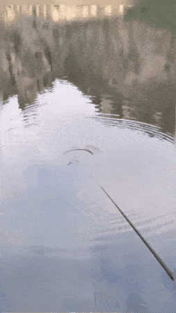 🎣Intelligent automatiskt fiskeflöte med hög känslighet - 🐟Viktiga fiskeverktyg