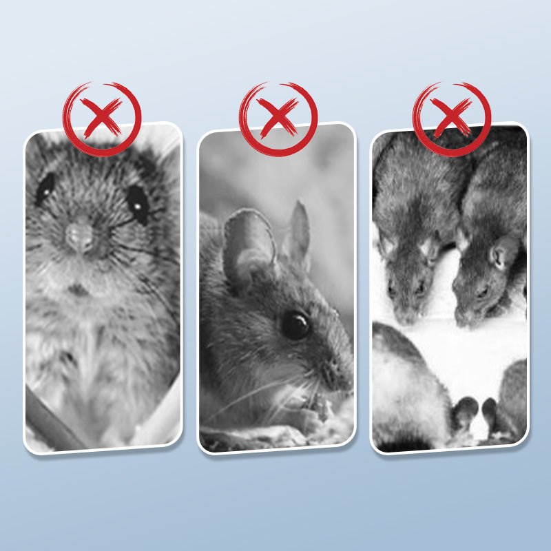 🔥 Kraftfull musfälla med hög känslighet