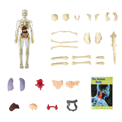 Les ventes de Noël 202348% OFF - 3D modèle de torse du corps humain pour squelette modèle anatomie enfant